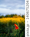 Red poppies against a field of blooming rapeseed, a vertical poster of a spring field, late evening, and a concept of caring for nature and the environment. 140675204