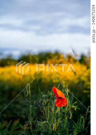 Red poppies against a field of blooming rapeseed, a vertical poster of a spring field, late evening, and a concept of caring for nature and the environment. Red poppies against a field of blooming rapeseed, a vertical poster of a spring field, late evening, and a concept of caring for nature and the environment. 140675204