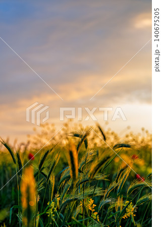 Vertical poster with selective focus on young grain ears, warm spring sunset, copy space about the concept of growing crops and caring for the ecology of nature and the environment Vertical poster with selective focus on young grain ears, warm spring sunset, copy space about the concept of growing crops and caring for the ecology of nature and the environment 140675205