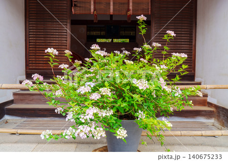 紫陽花の花が飾られた玄関 140675233