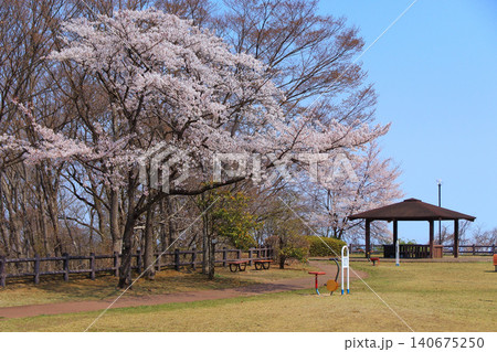 海の見える丘公園の桜(宮城県名取市) 海の見える丘公園の桜(宮城県名取市) 140675250
