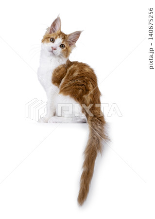 Maine Coon cat on white background Maine Coon cat on white background 140675256