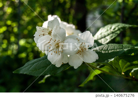 Chiaroscuro Spring Mock Orange Essence of Luxury Perfumery 140675276