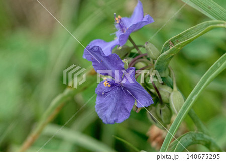 ツユクサ科ムラサキツユクサの花 ツユクサ科ムラサキツユクサの花 140675295