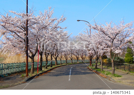 愛島台中央公園の満開の桜並木(宮城県名取市) 愛島台中央公園の満開の桜並木(宮城県名取市) 140675341