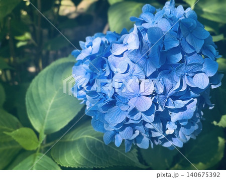 青い紫陽花 140675392