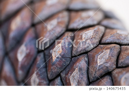 The surface of a pine cone is shown with a focus on its unique texture and pattern. Various shapes appear closely 140675435