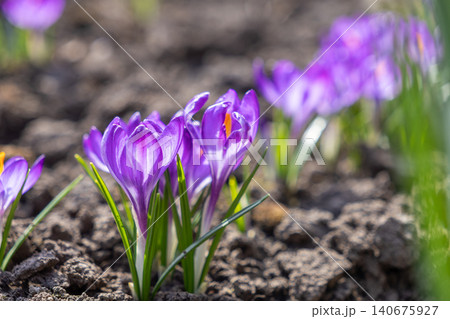 Vibrant purple crocus flowers blooming in the dark soil during early spring, captured with a shallow depth of field to highlight the delicate petals against a blurred garden scene 140675927