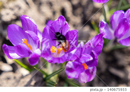 Furry bee gathering yellow pollen inside a vibrant purple crocus flower in a sunny spring garden, representing pollination, ecological balance, and the refreshing beauty of nature Furry bee gathering yellow pollen inside a vibrant purple crocus flower in a sunny spring garden, representing pollination, ecological balance, and the refreshing beauty of nature 140675933