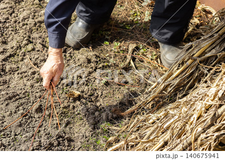 A senior person rakes dry plant debris from garden soil while wearing sturdy boots and dark clothing to clear the yard during a productive spring cleanup session in a rural farm A senior person rakes dry plant debris from garden soil while wearing sturdy boots and dark clothing to clear the yard during a productive spring cleanup session in a rural farm 140675941