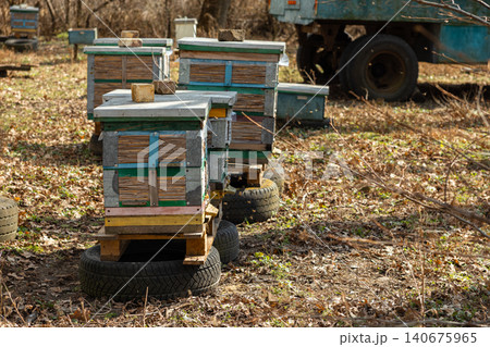 Rustic wooden bee hives sit on discarded car tires in a sunlit forest clearing to support sustainable local apiary and honey production practices during a crisp autumn afternoon Rustic wooden bee hives sit on discarded car tires in a sunlit forest clearing to support sustainable local apiary and honey production practices during a crisp autumn afternoon 140675965