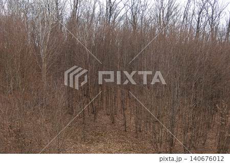Dense deciduous forest in late autumn with barren branches reaching toward a grey sky, creating a somber mood and natural texture for seasonal landscape projects and wilderness 140676012