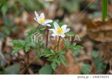Two delicate white wood anemone flowers bloom with yellow centers in a forest setting, showcasing natural spring growth and vibrant botanical detail amidst fallen brown autumn leaves Two delicate white wood anemone flowers bloom with yellow centers in a forest setting, showcasing natural spring growth and vibrant botanical detail amidst fallen brown autumn leaves 140676035