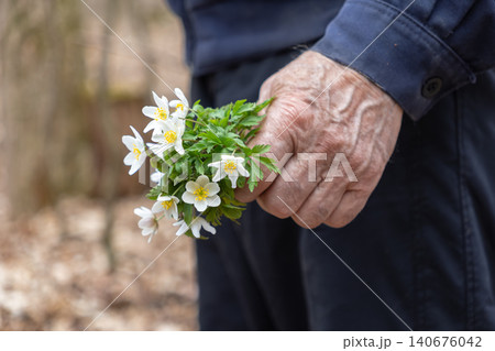 Senior person holding a small bunch of delicate white wood anemones in the forest, representing a connection to nature, seasonal change, and a peaceful moment of spring reflection Senior person holding a small bunch of delicate white wood anemones in the forest, representing a connection to nature, seasonal change, and a peaceful moment of spring reflection 140676042