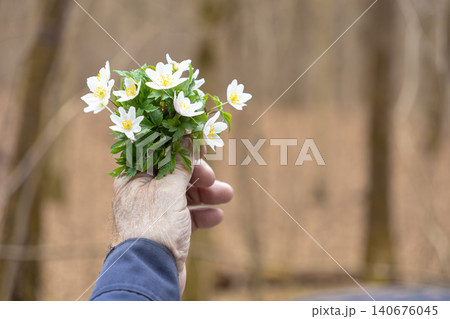 A mature person holding a small bunch of wild wood anemone flowers against a soft woodland background, representing the seasonal arrival of spring and a deep connection with nature 140676045