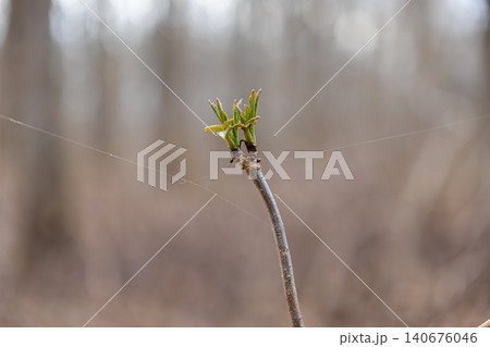 Fresh green maple leaves sprout on a delicate branch amidst fine spider silk threads in a forest, representing the gentle renewal and persistent life cycle during early spring Fresh green maple leaves sprout on a delicate branch amidst fine spider silk threads in a forest, representing the gentle renewal and persistent life cycle during early spring 140676046