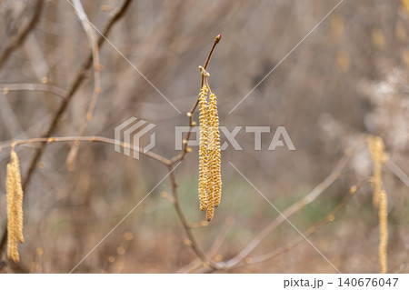 Hazel catkins hang from delicate tree branches in a sunny forest, marking the early arrival of spring and seasonal awakening with soft golden textures in a peaceful natural setting Hazel catkins hang from delicate tree branches in a sunny forest, marking the early arrival of spring and seasonal awakening with soft golden textures in a peaceful natural setting 140676047