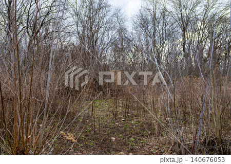Dense thicket of bare deciduous trees and dry brush in early spring, creating a natural woodland setting with a calm and rustic atmosphere suitable for outdoor environmental projects Dense thicket of bare deciduous trees and dry brush in early spring, creating a natural woodland setting with a calm and rustic atmosphere suitable for outdoor environmental projects 140676053