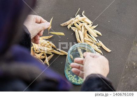 Person shelling dry green peas from pods into a glass jar outdoors, focusing on traditional food preparation and seasonal harvesting work in a rustic rural kitchen and farm setting Person shelling dry green peas from pods into a glass jar outdoors, focusing on traditional food preparation and seasonal harvesting work in a rustic rural kitchen and farm setting 140676109
