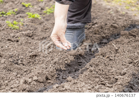 Close-up hand dropping small seeds into a furrow of dark soil in a spring garden, illustrating the start of the planting season and the concept of sustainable organic home farming 140676137