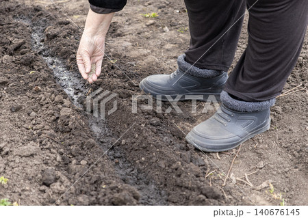 An elderly person wearing boots plants small seeds by hand into fertile moist soil in a vegetable garden, highlighting sustainable spring agriculture and home farming traditions 140676145