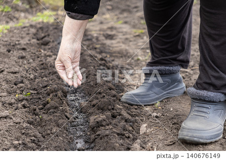 A senior person carefully sows small seeds into a fertile garden bed by hand during springtime, representing agricultural labor, food self-sufficiency, and sustainable home planting A senior person carefully sows small seeds into a fertile garden bed by hand during springtime, representing agricultural labor, food self-sufficiency, and sustainable home planting 140676149