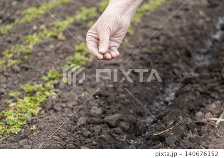 A senior hand carefully plants small seeds into rich dark soil in a garden row to convey traditional agricultural methods and sustainable seasonal growth during a spring activity A senior hand carefully plants small seeds into rich dark soil in a garden row to convey traditional agricultural methods and sustainable seasonal growth during a spring activity 140676152