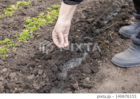 A senior person carefully sowing small seeds into wet dark soil within a furrow for gardening, illustrating the start of vegetable cultivation during a productive spring season today 140676155