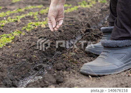 A senior gardener plants seeds in dark soil furrows while wearing boots in a vegetable garden to emphasize sustainable local food production and traditional organic farming methods 140676158