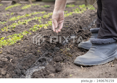 A senior gardener carefully plants organic seeds into a fertile soil row at the vegetable farm, highlighting sustainable cultivation practices for healthy food production growth 140676159