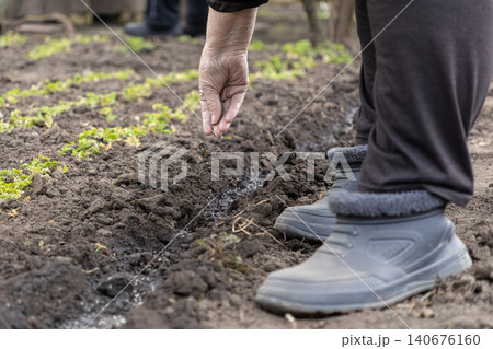 A senior person sows organic seeds into rich fertile soil at a vegetable garden plot to prepare for the growing season, representing sustainable farming and healthy food culture A senior person sows organic seeds into rich fertile soil at a vegetable garden plot to prepare for the growing season, representing sustainable farming and healthy food culture 140676160