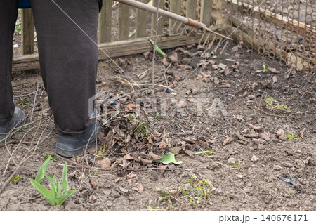 A gardener uses a metal rake to clear dead leaves and debris from the soil for spring planting, illustrating seasonal yard maintenance work to prepare land for healthy plant growth 140676171