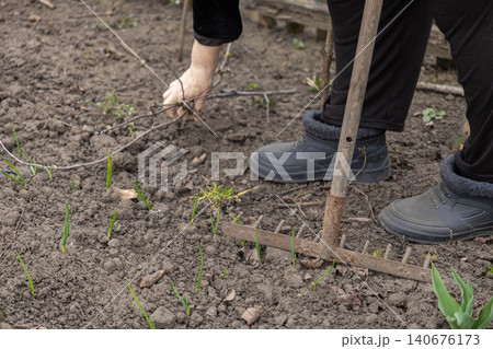 A senior gardener uses a metal rake to weed soil in a spring vegetable patch, showcasing manual labor and sustainable hobby activity for a healthy and fresh home-grown harvest A senior gardener uses a metal rake to weed soil in a spring vegetable patch, showcasing manual labor and sustainable hobby activity for a healthy and fresh home-grown harvest 140676173