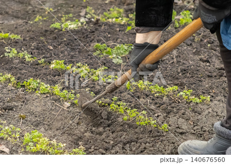 A gardener uses a handheld hoe to clear weeds from rich soil in an outdoor vegetable plot, highlighting the hard labor and dedication required for sustainable home food cultivation A gardener uses a handheld hoe to clear weeds from rich soil in an outdoor vegetable plot, highlighting the hard labor and dedication required for sustainable home food cultivation 140676560