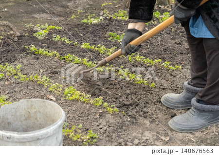 A senior person uses a hand hoe to weed vegetable rows in a garden soil, representing active retirement and sustainable organic farming methods during a pleasant day of cultivation work A senior person uses a hand hoe to weed vegetable rows in a garden soil, representing active retirement and sustainable organic farming methods during a pleasant day of cultivation work 140676563