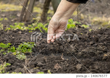 An elderly person hand sows tiny seeds into dark fertile soil within a garden bed, conveying agricultural growth, seasonal spring planting preparation, and sustainable nature connection 140676577