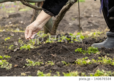 A senior hand sows small seeds into dark fertile soil within a spring garden bed, representing sustainable organic agriculture, seasonal food production, and careful backyard farming 140676584