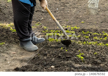 A gardener uses a sharp hoe to cultivate the dark soil in a vegetable garden, showcasing essential agricultural activity during the spring season for healthy growth and plant care work 140676592