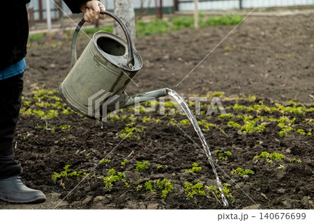 A gardener uses a vintage metal watering can to pour liquid over young sprouts in dark soil, representing sustainable spring hobby farming, outdoor home maintenance and plant care A gardener uses a vintage metal watering can to pour liquid over young sprouts in dark soil, representing sustainable spring hobby farming, outdoor home maintenance and plant care 140676699