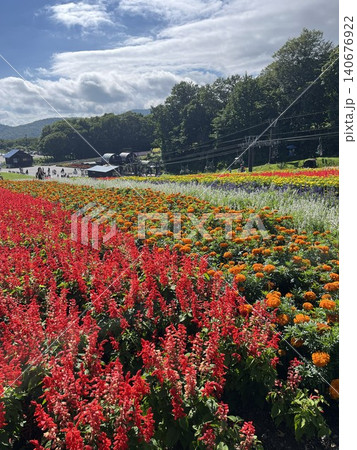 夏のたんばらラベンダーパークに広がる花畑 夏のたんばらラベンダーパークに広がる花畑 140676922