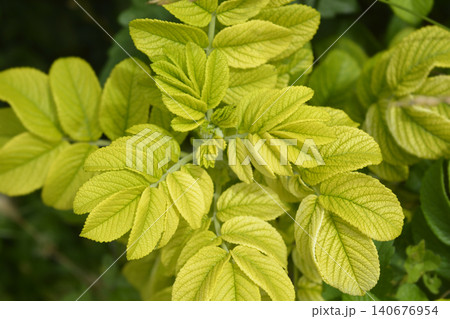 Yellowish Green Rugosa Rose Leaves with Chlorosis Yellowish Green Rugosa Rose Leaves with Chlorosis 140676954