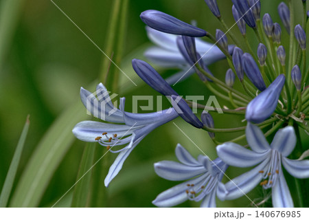青いアガパンサスの花 青いアガパンサスの花 140676985