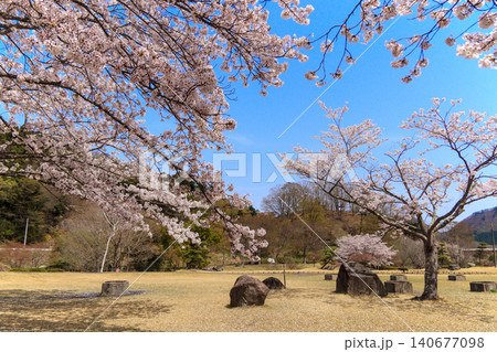 七ツ森湖立輪水辺公園の桜(宮城県大和町) 七ツ森湖立輪水辺公園の桜(宮城県大和町) 140677098