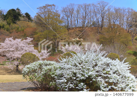 白いユキヤナギの花とピンク色の桜 白いユキヤナギの花とピンク色の桜 140677099