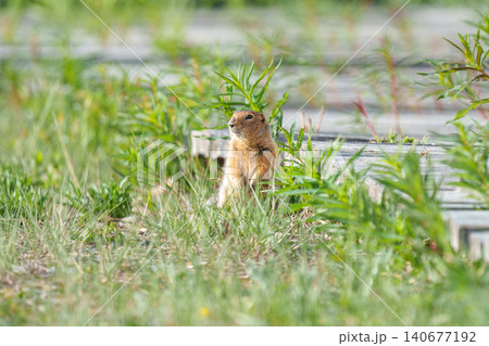 カナダユーコン準州で見つけたホッキョクジリス 草原に立つ野生動物素材 カナダユーコン準州で見つけたホッキョクジリス 草原に立つ野生動物素材 140677192
