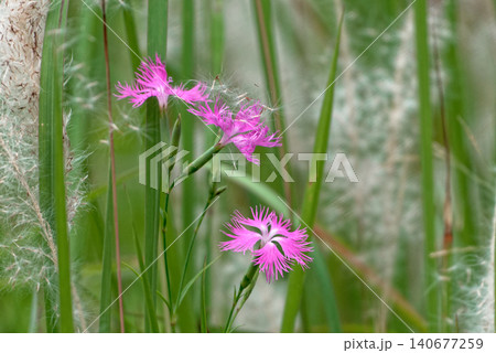 ナデシコ科カワラナデシコの開花 140677259