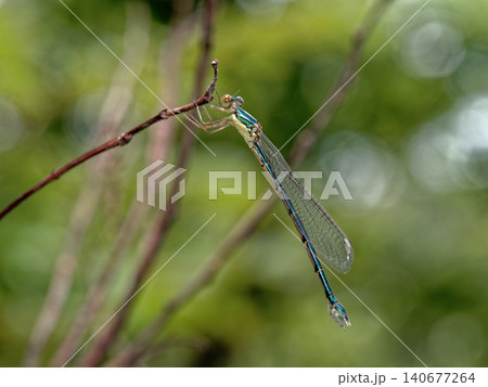 ニホンカワトンボ無色翅型♀ ニホンカワトンボ無色翅型♀ 140677264