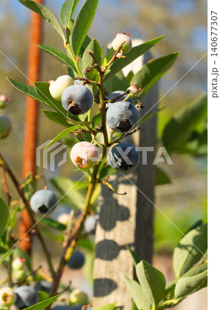 Green unripened blueberries ripening on a branch of a bush in the backyard orchard 140677307