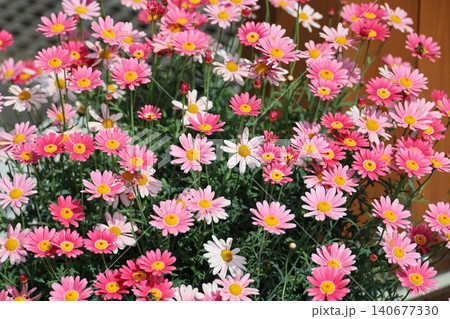 春の花壇に咲くマーガレットの花 春の花壇に咲くマーガレットの花 140677330
