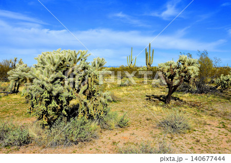 Old Saguaro Cactus Sonora desert Arizona Old Saguaro Cactus Sonora desert Arizona 140677444